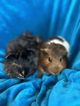 Rescue Abyssinian Guinea Pigs for Adoption in Walnut Grove, California - Luka And Lucci | PetCurious